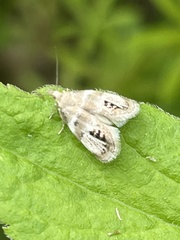 Prochoreutis extrincicella