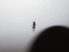 Crematogaster mutans