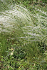 Stipa lessingiana