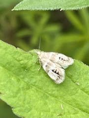 Prochoreutis extrincicella