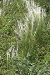 Stipa lessingiana