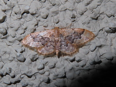 Idaea gemmata