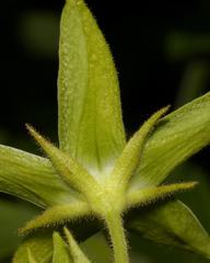 Gonolobus grandiflorus