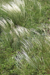 Stipa lessingiana