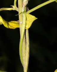 Gonolobus grandiflorus