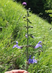 Salvia ringens