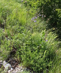 Salvia ringens