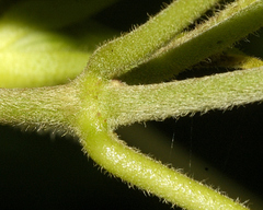 Gonolobus grandiflorus