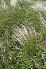 Stipa lessingiana