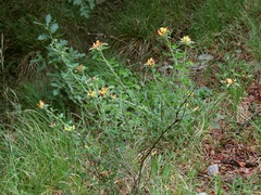 Chamaecytisus supinus
