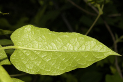 Gonolobus grandiflorus