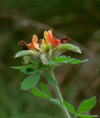 Chamaecytisus supinus