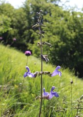Salvia ringens