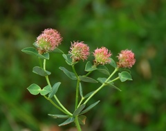 Euphorbia fragifera