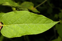 Gonolobus grandiflorus