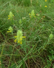 Melampyrum carstiense