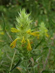 Melampyrum carstiense