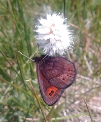 Erebia epipsodea
