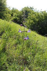 Salvia ringens