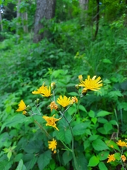 Hieracium murorum