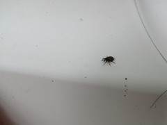 Apteromechus ferratus