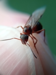 Formica