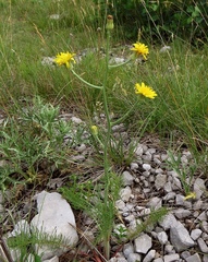 Crepis chondrilloides