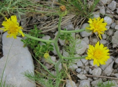 Crepis chondrilloides