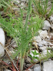 Crepis chondrilloides