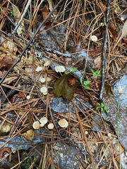 Marasmius