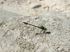 Erpetogomphus sipedon