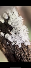 Ceratiomyxa fruticulosa