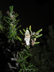 Idaea occidentaria