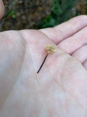 Marasmius