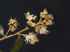 Couepia polyandra