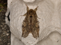Peridea anceps