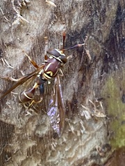 Polybiomyia schnablei