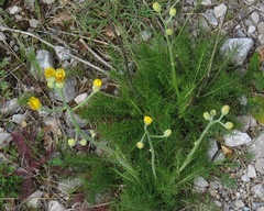 Crepis chondrilloides