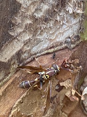 Polybiomyia schnablei