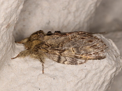 Peridea anceps
