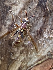 Polybiomyia schnablei