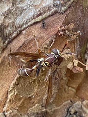 Polybiomyia schnablei