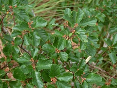 Frangula rupestris