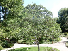 Quercus mohriana