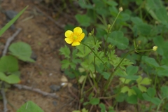 Ranunculus repens