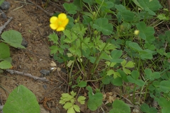 Ranunculus repens