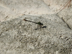 Erpetogomphus sipedon