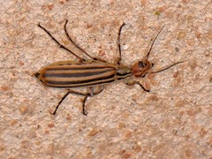 Epicauta vittata