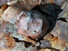 Andricus infectorius