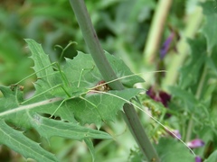 Acrometopa macropoda